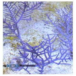 Pseudoterogorgia elisabethae | pehmytkoralli | Akvaariokeid…