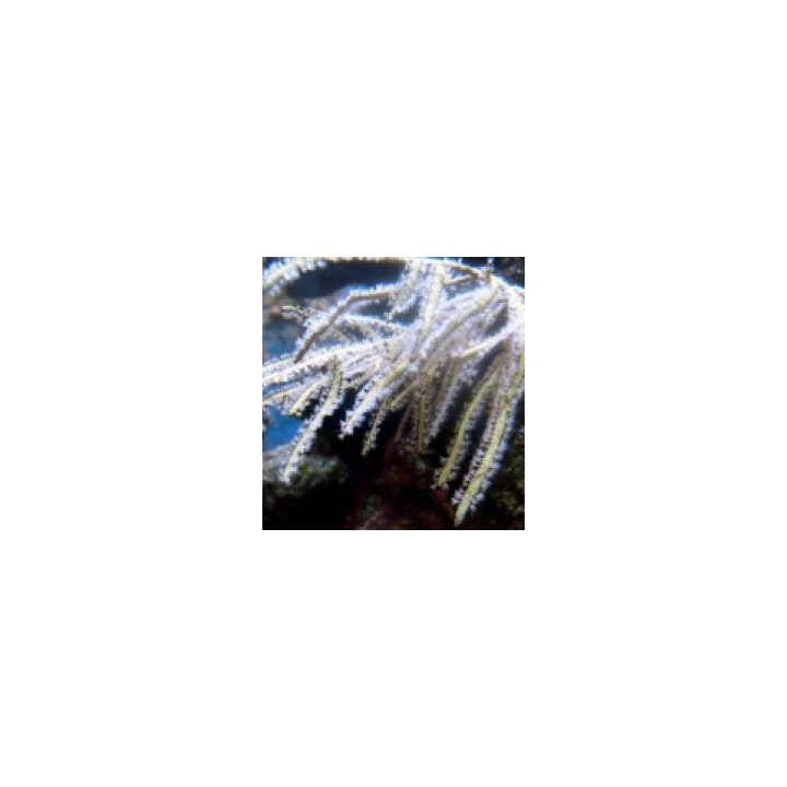 Pterogorgia spp. | pehmytkoralli | Akvaariokeidas