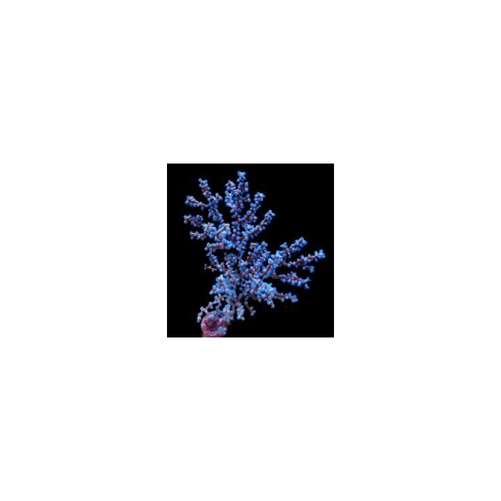 Acalycigorgia spp. | pehmytkoralli | Akvaariokeidas