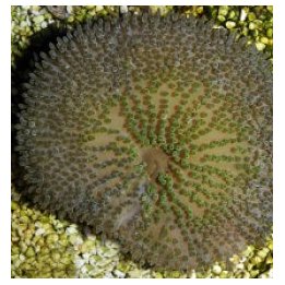 Stichodactyla helianthus (Cuba) | merivuokko | Akvaariokeid…