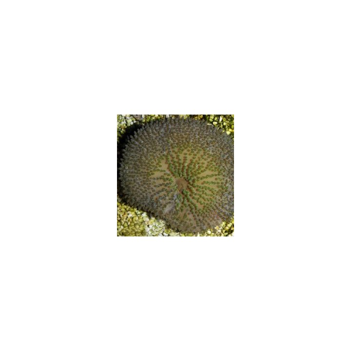 Stichodactyla helianthus (Cuba) | sea anemone | Akvaariokei…
