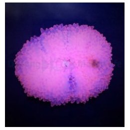Entacmaea quadricolor (Pink) | sea anemone | Akvaariokeidas