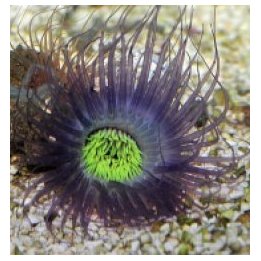 Pachycerianthus spp. (Purple) | merivuokko | Akvaariokeidas