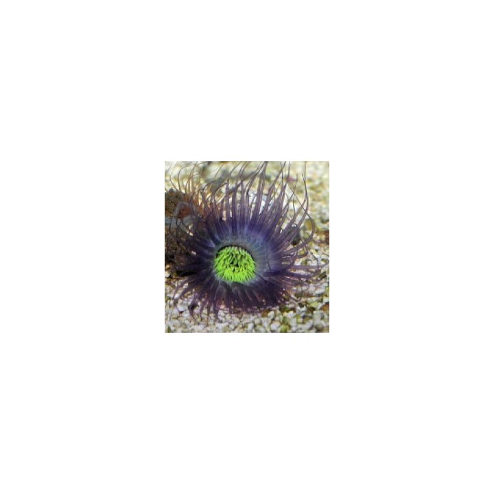 Pachycerianthus spp. (Purple) | merivuokko | Akvaariokeidas