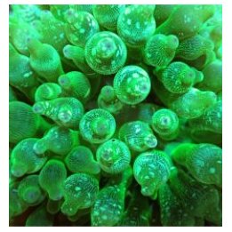 Entacmaea quadricolor (Green) | sea anemone | Akvaariokeidas