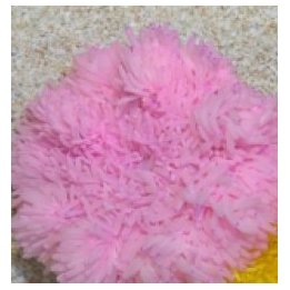 Heteractis crispa (Pink) | sea anemone | Akvaariokeidas