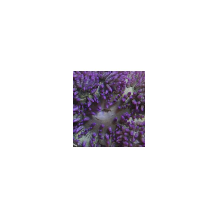 Heteractis aurora (Purple) | merivuokko | Akvaariokeidas