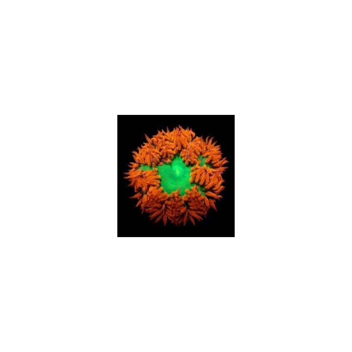 Epicystis crucifer (Ultra) | sea anemone | Akvaariokeidas