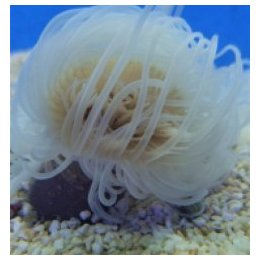 Pachycerianthus spp. (White) | sea anemone | Akvaariokeidas