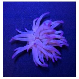 Condylactis gigantea (Purple) | merivuokko | Akvaariokeidas