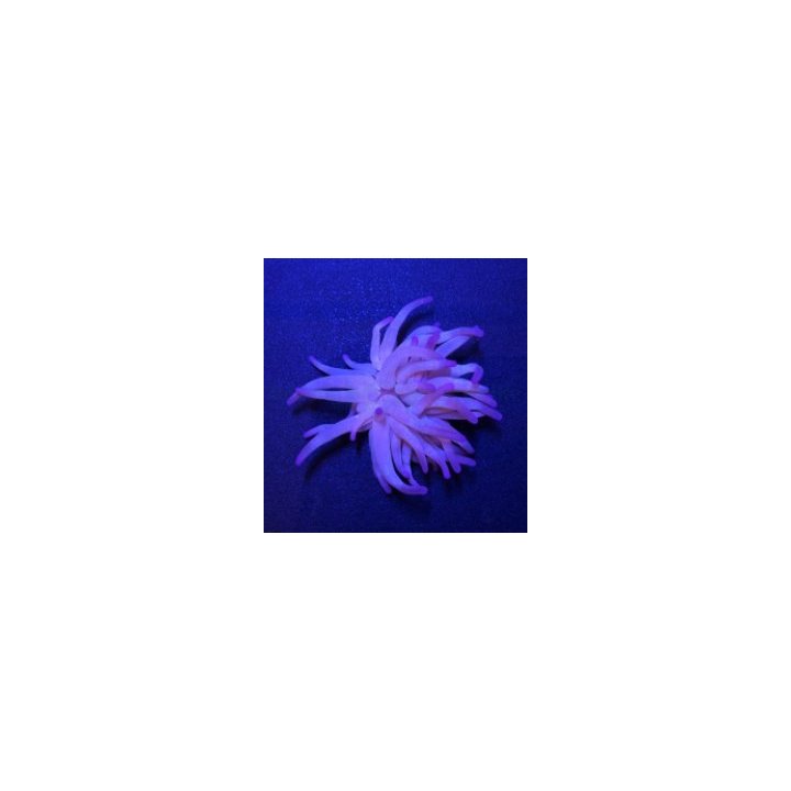 Condylactis gigantea (Purple) | sea anemone | Akvaariokeidas