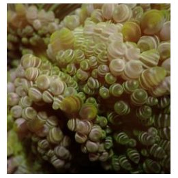 Heteractis aurora | sea anemone | Akvaariokeidas