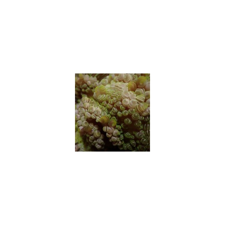 Heteractis aurora | Akvaariokeidas