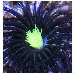 Pachycerianthus spp. (Green Center) | sea anemone | Akvaari…