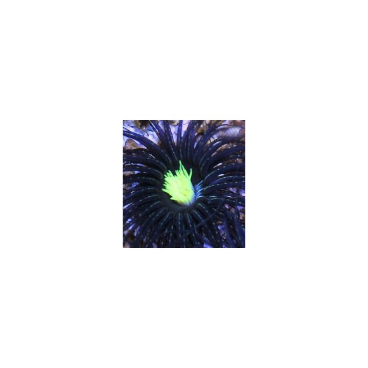 Pachycerianthus spp. (Green Center) | merivuokko | Akvaario…