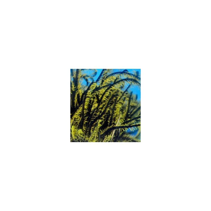 Comatula spp. (Black-Yellow) | Akvaariokeidas