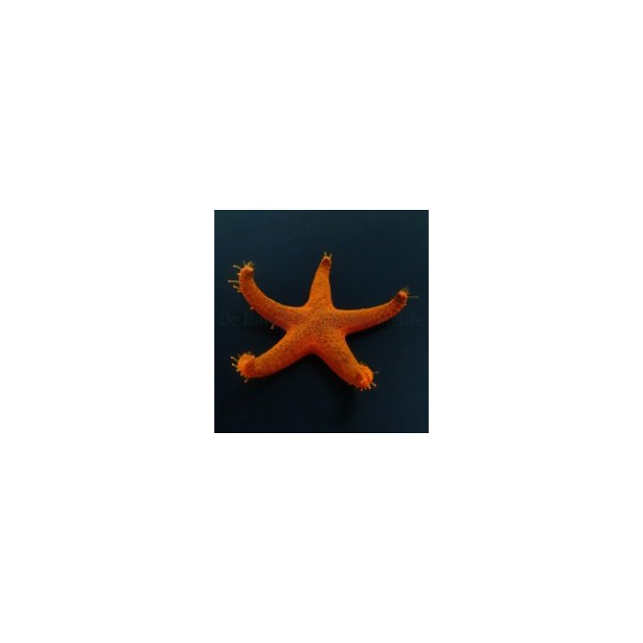 Fromia milleporella | echinoderm | Akvaariokeidas