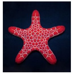 Pentagonaster duebeni (Red) | echinoderm | Akvaariokeidas