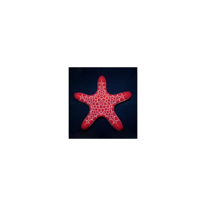 Pentagonaster duebeni (Red) | echinoderm | Akvaariokeidas