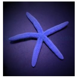 Linckia laevigata | echinoderm | Akvaariokeidas