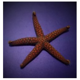 Nardoa spp. | echinoderm | Akvaariokeidas