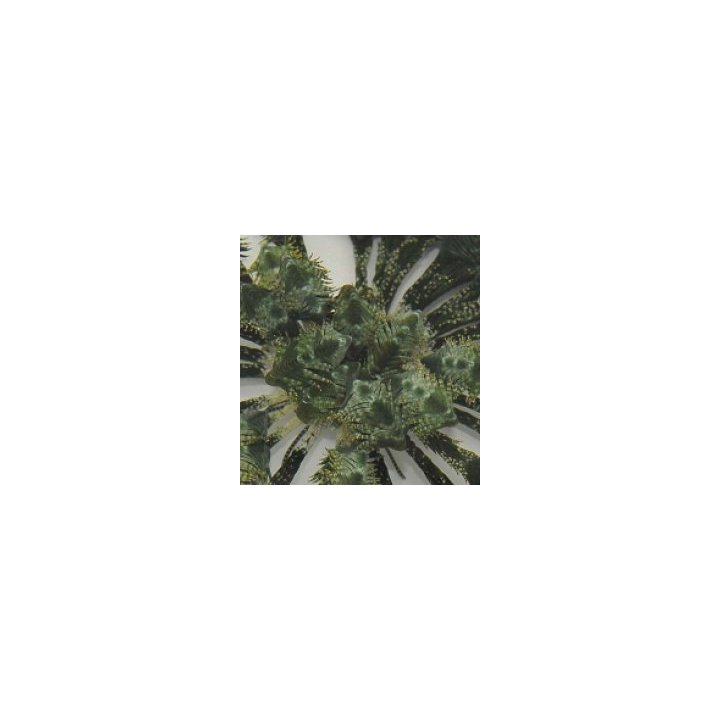 Comatula spp. (Greenish) | echinoderm | Akvaariokeidas