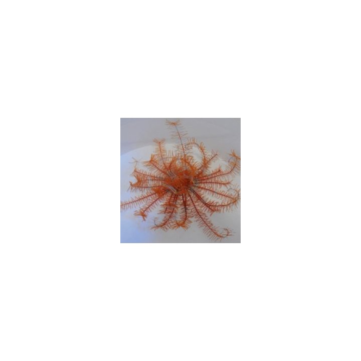 Comatula spp. (Bright Orange) | echinoderm | Akvaariokeidas