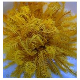Comatula spp. (Bright Yellow) | echinoderm | Akvaariokeidas