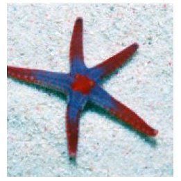 Fromia monilis | echinoderm | Akvaariokeidas