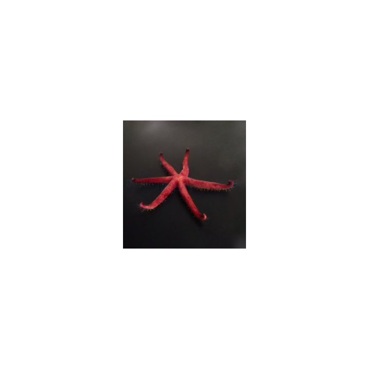 Echinaster luzonicus | echinoderm | Akvaariokeidas