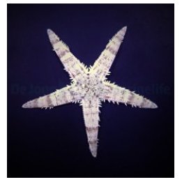 Archaster typicus | echinoderm | Akvaariokeidas