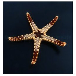 Celerina heffernani | echinoderm | Akvaariokeidas