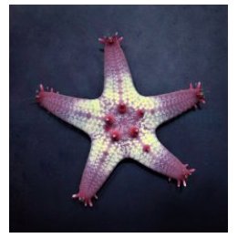 Pentaceraster aleolatus | echinoderm | Akvaariokeidas