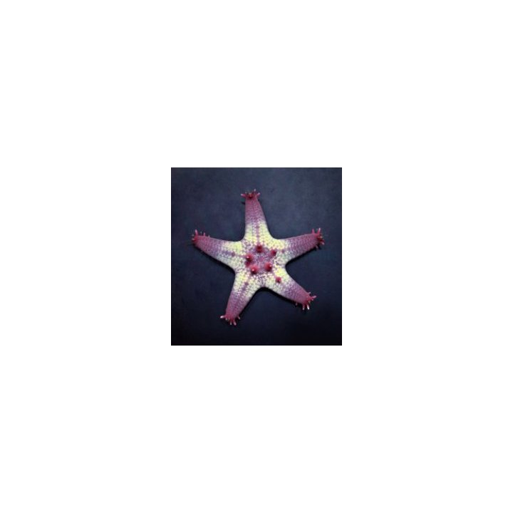 Pentaceraster aleolatus | echinoderm | Akvaariokeidas