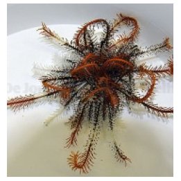 Comatula spp. (Orange) | echinoderm | Akvaariokeidas