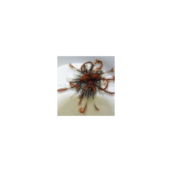 Comatula spp. (Orange) | piikkinahkainen | Akvaariokeidas