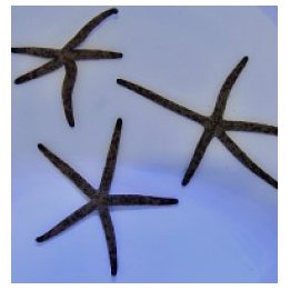 Linckia multiflora | echinoderm | Akvaariokeidas