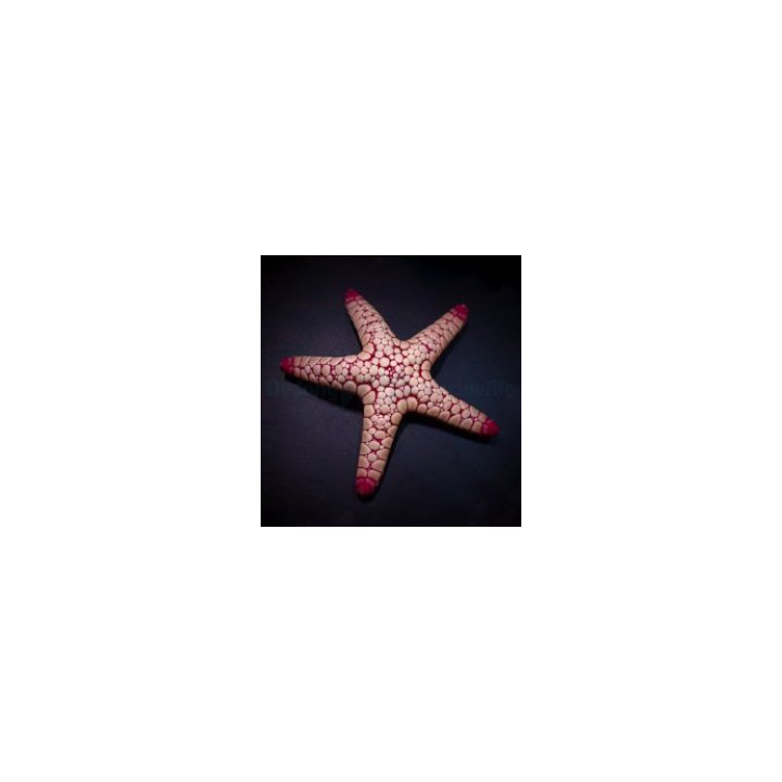 Fromia spp. | echinoderm | Akvaariokeidas