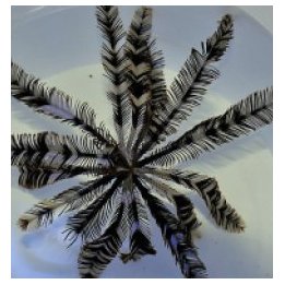 Comatula spp. (Black-White) | echinoderm | Akvaariokeidas