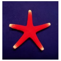 Fromia pacifica | echinoderm | Akvaariokeidas