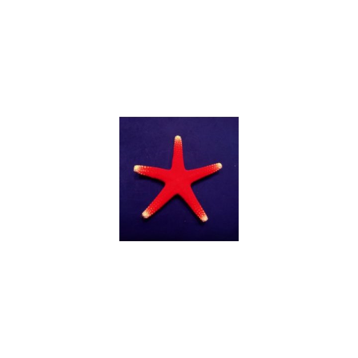 Fromia pacifica | echinoderm | Akvaariokeidas