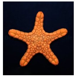 Pentagonaster duebeni (Orange) | piikkinahkainen | Akvaario…