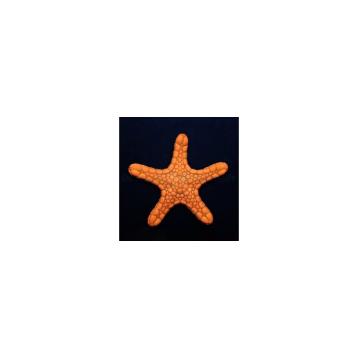 Pentagonaster duebeni (Orange) | piikkinahkainen | Akvaario…