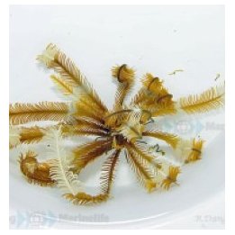Comatula spp. (Yellowish) | echinoderm | Akvaariokeidas