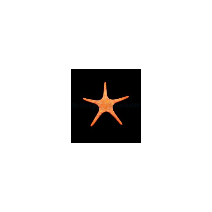 Iconaster longimanus | echinoderm | Akvaariokeidas