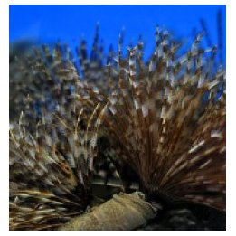 Sabellastarte magnifica (Cuba) | tubeworm | Akvaariokeidas