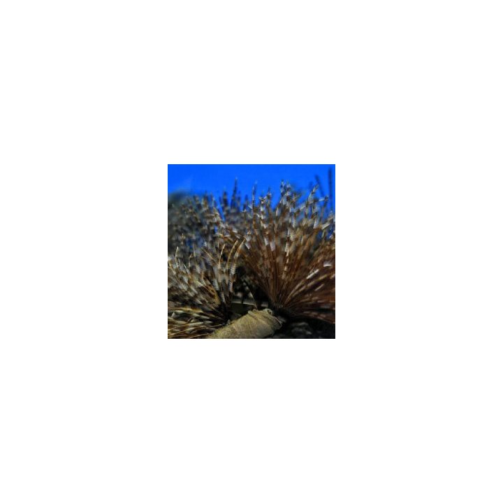 Sabellastarte magnifica (Cuba) | tubeworm | Akvaariokeidas