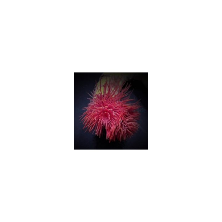 Protula bispiralis (Red) | putkimato | Akvaariokeidas