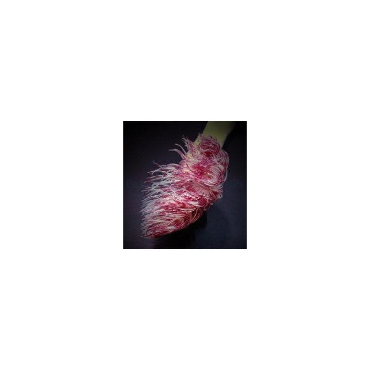 Protula bispiralis (Red-White) | tubeworm | Akvaariokeidas