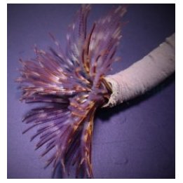 Sabellastarte magnifica | tubeworm | Akvaariokeidas